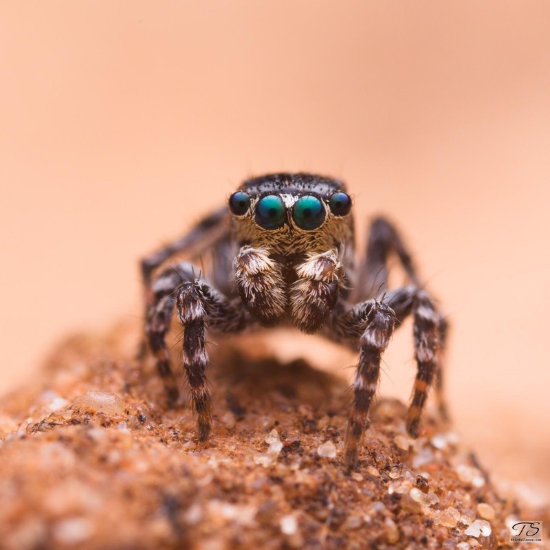 Unidentified Salticid, Hattah-Kulkyne NP, VIC, AU, Septemeber 2021.