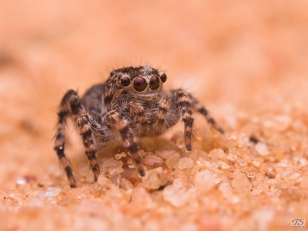 Unidentified Salticid, Hattah-Kulkyne NP, VIC, AU, Septemeber 2021.