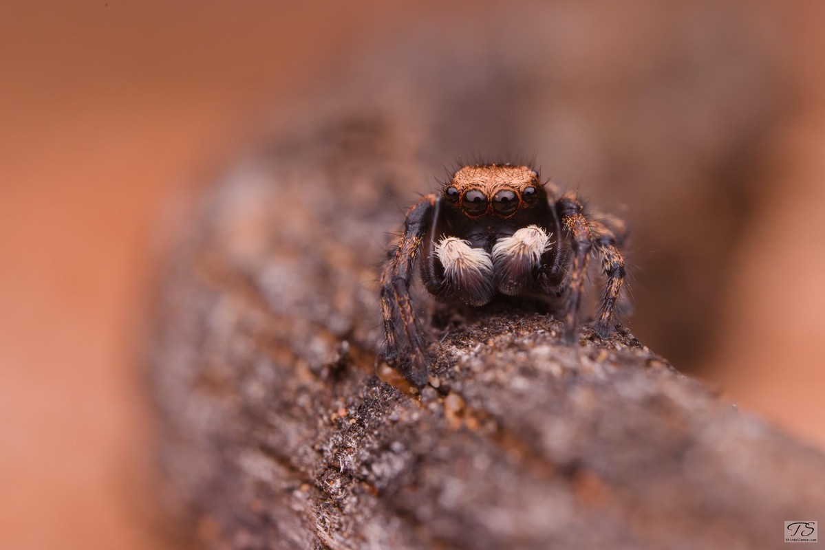 Unidentified Salticid, Hattah-Kulkyne NP, VIC, AU, Septemeber 2021.