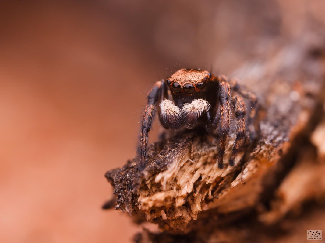 Unidentified Salticid, Hattah-Kulkyne NP, VIC, AU, Septemeber 2021.