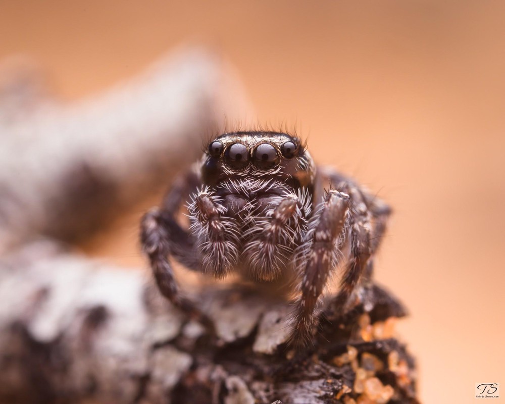 Unidentified Salticid, Hattah-Kulkyne NP, VIC, AU, Septemeber 2021.