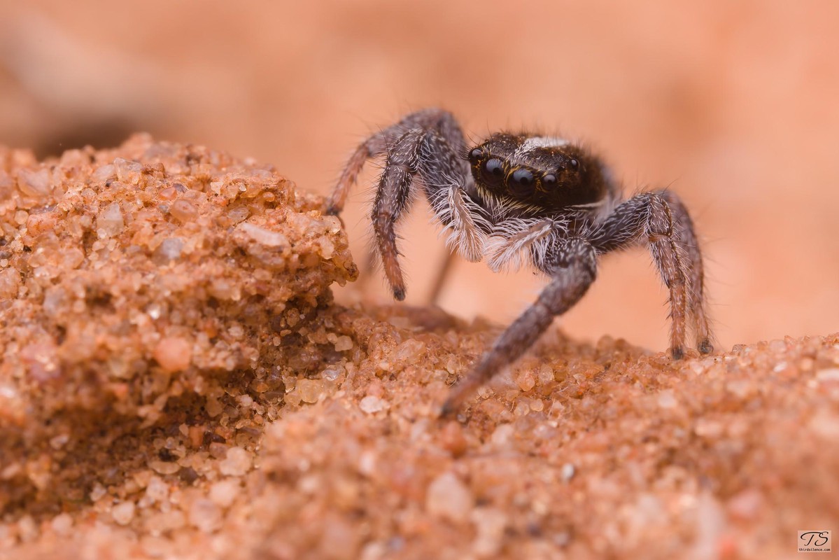 Unidentified Salticid, Hattah-Kulkyne NP, VIC, AU, Septemeber 2021.