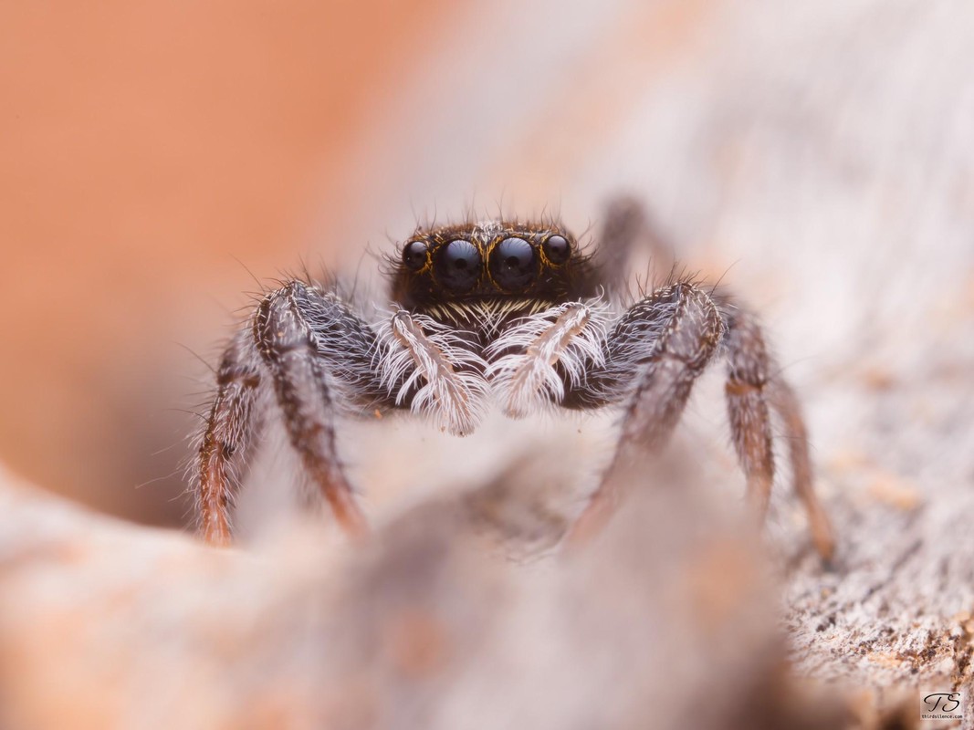 Unidentified Salticid, Hattah-Kulkyne NP, VIC, AU, Septemeber 2021.