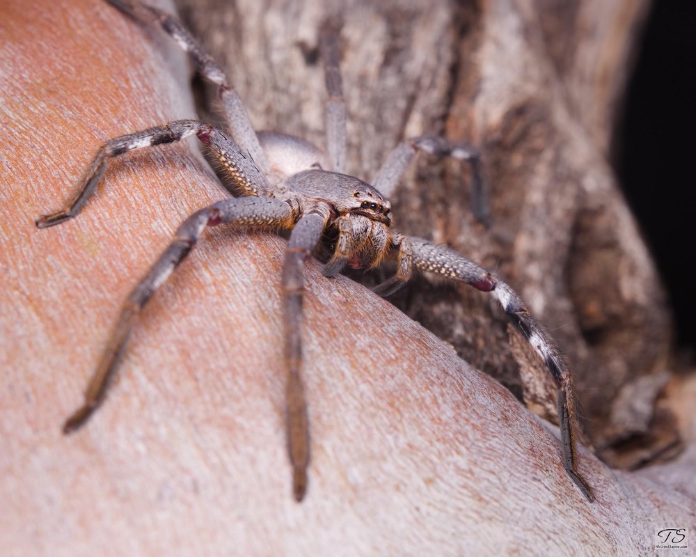 Unidentified Huntsman Spider, Hattah-Kulyne NP, VIC, AU, September 2021