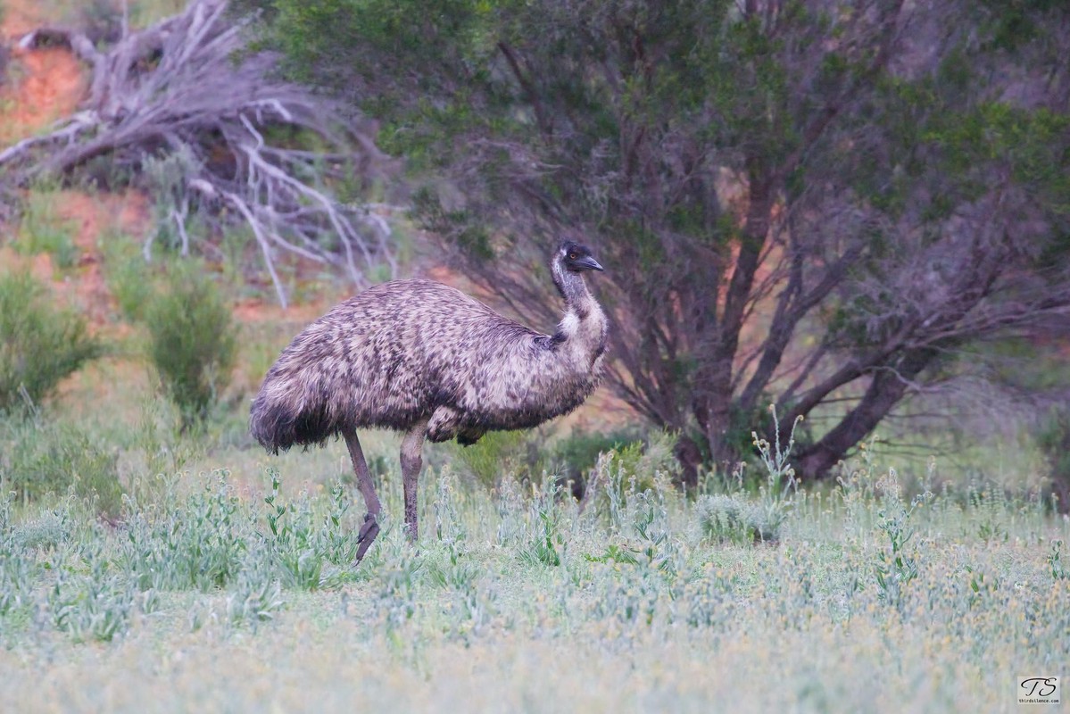 Emu, Hattah-Kulkyne NP, VIC, September 2021