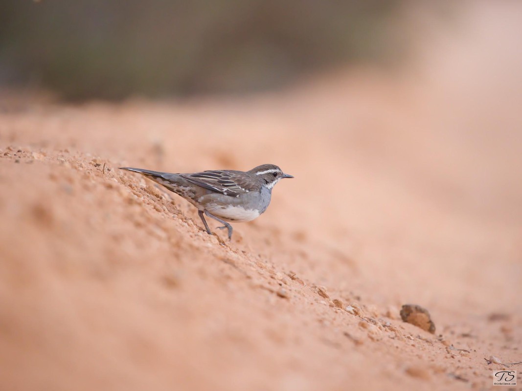 Chestnut Quail-thrush, Hattah-Kulyne NP, VIC, AU, September 2021