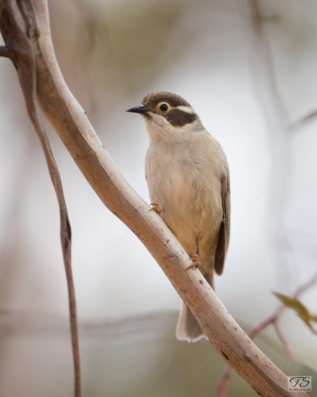 Brown-headed Honeyeater, Hattah-Kulkyne NP, VIC, September 2021