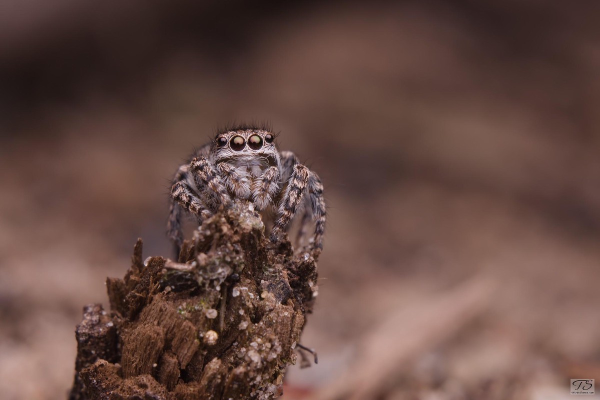 Unidentified Salticid, Hattah-Kulkyne NP, VIC, September 2021