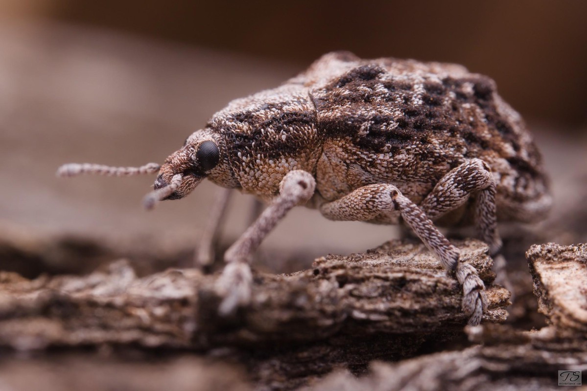 Weevil, Hattah-Kulkyne NP, VIC, AU, September 2021