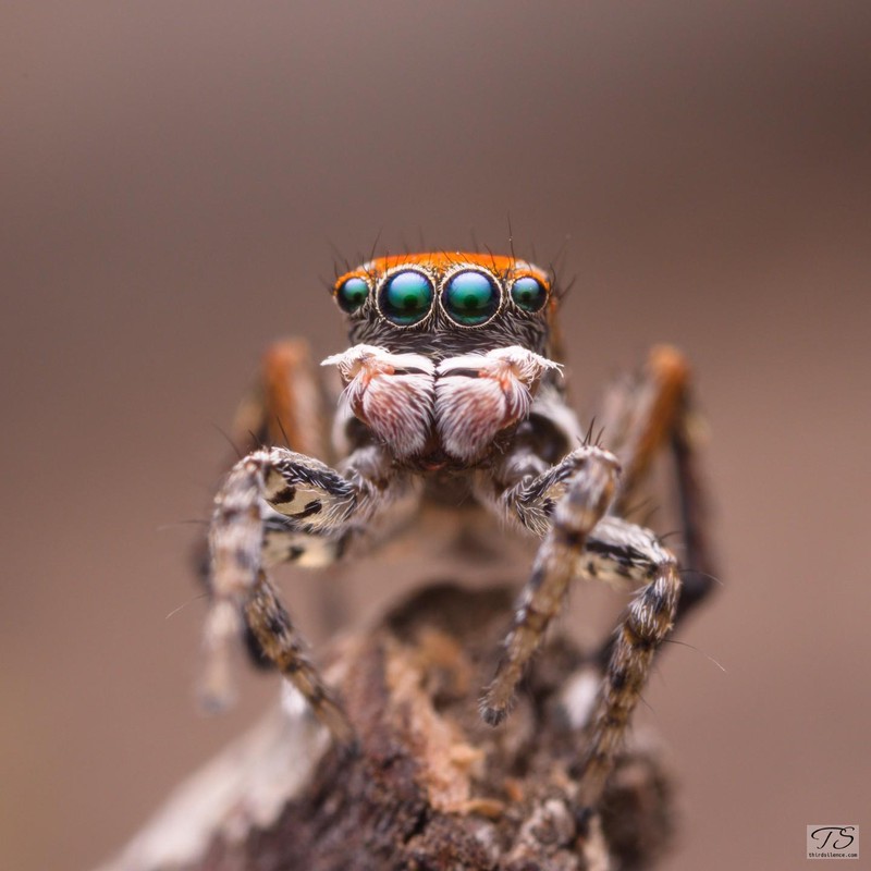 Maratus literatus, Hattah-Kulkyne NP, VIC, AU, September 2021