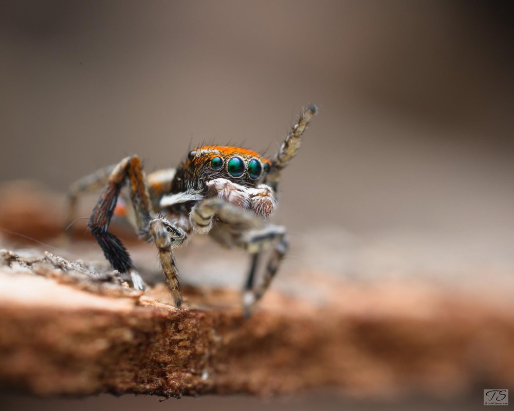 Maratus literatus, Hattah-Kulkyne NP, VIC, AU, September 2021