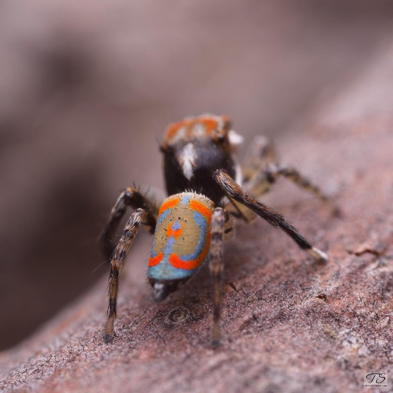 Maratus literatus, Hattah-Kulkyne NP, VIC, AU, September 2021