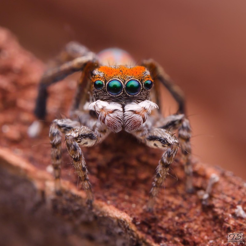 Maratus literatus, Hattah-Kulkyne NP, VIC, AU, September 2021