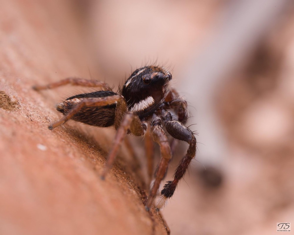 Jotus sp., Hattah-Kulkyne NP, VIC, AU, September 2021