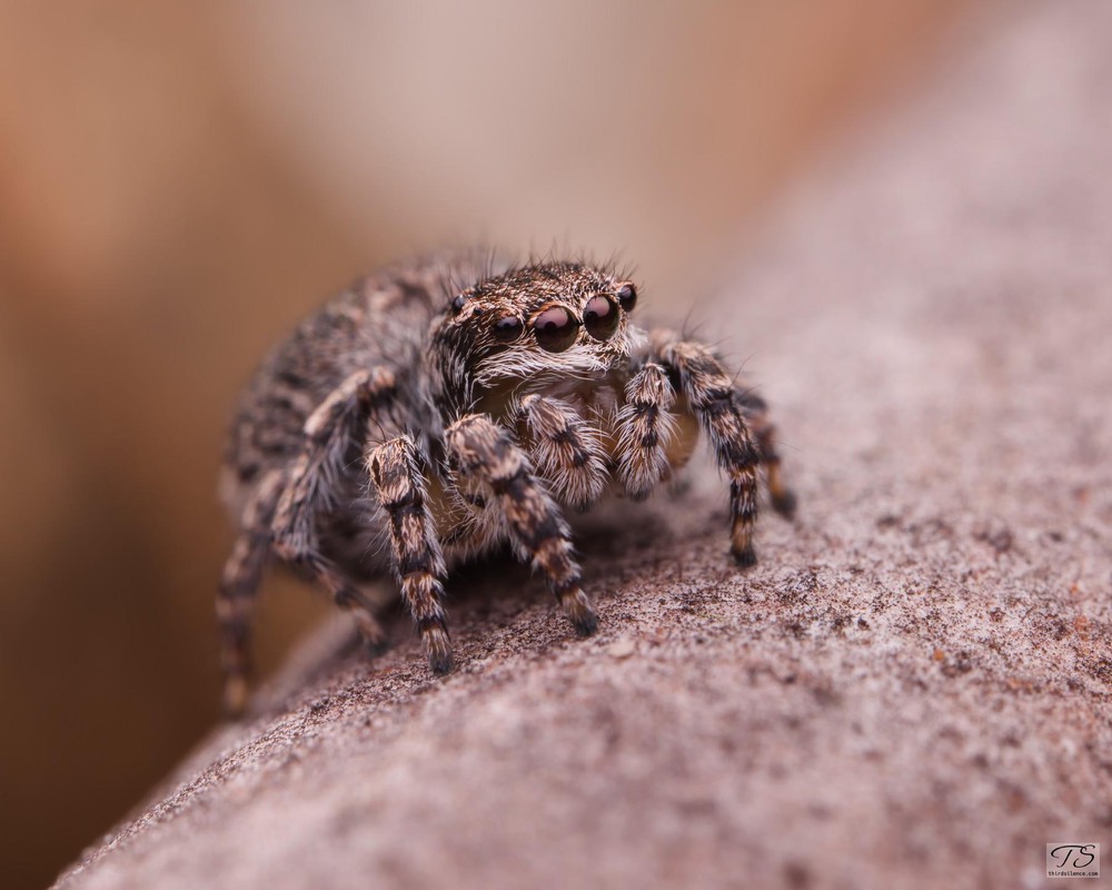 Unidentified salticid, Hattah-Kulkyne NP, VIC, AU, September 2021