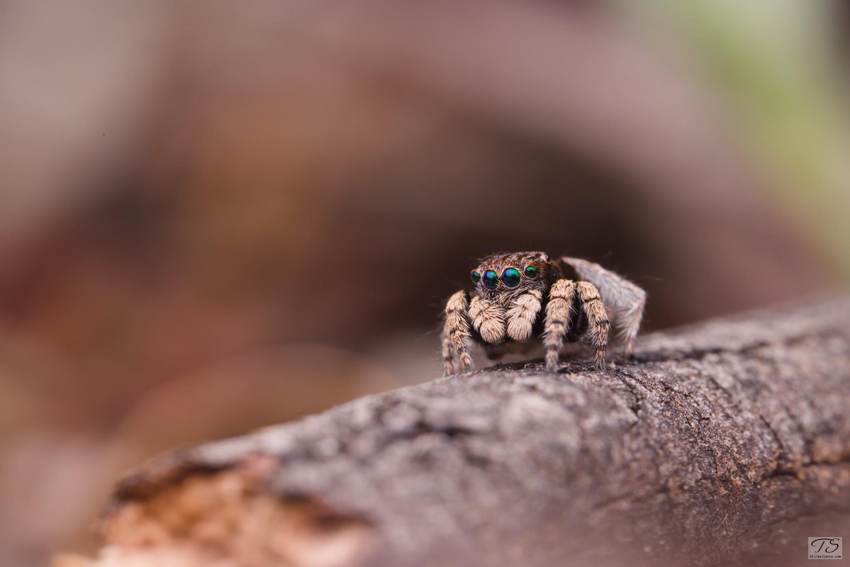 Maratus vespertilio, Hattah-Kulkyne NP, VIC, AU, September 2021