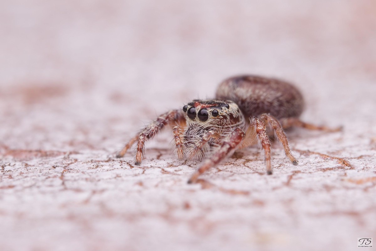 Opisthoncus sp., Hattah-Kulkyne NP, VIC, AU, September 2021