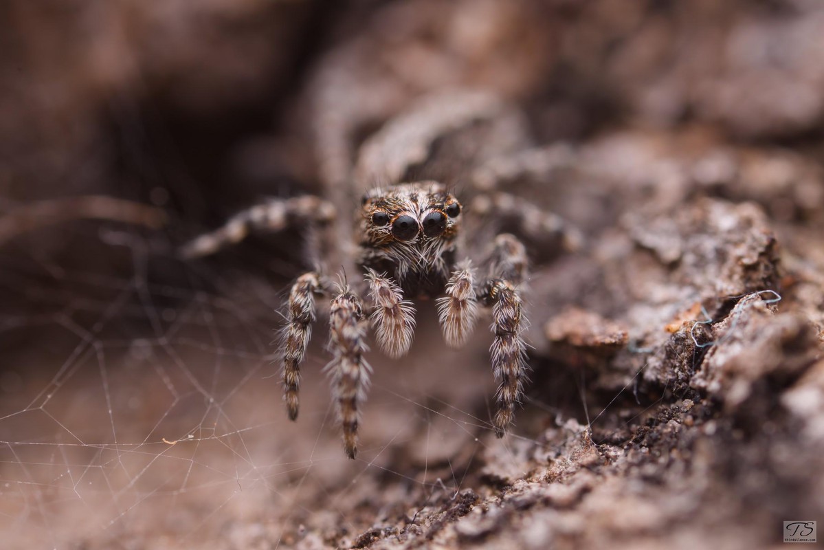 Unidentified salticid, Hattah-Kulkyne NP, VIC, AU, September 2021