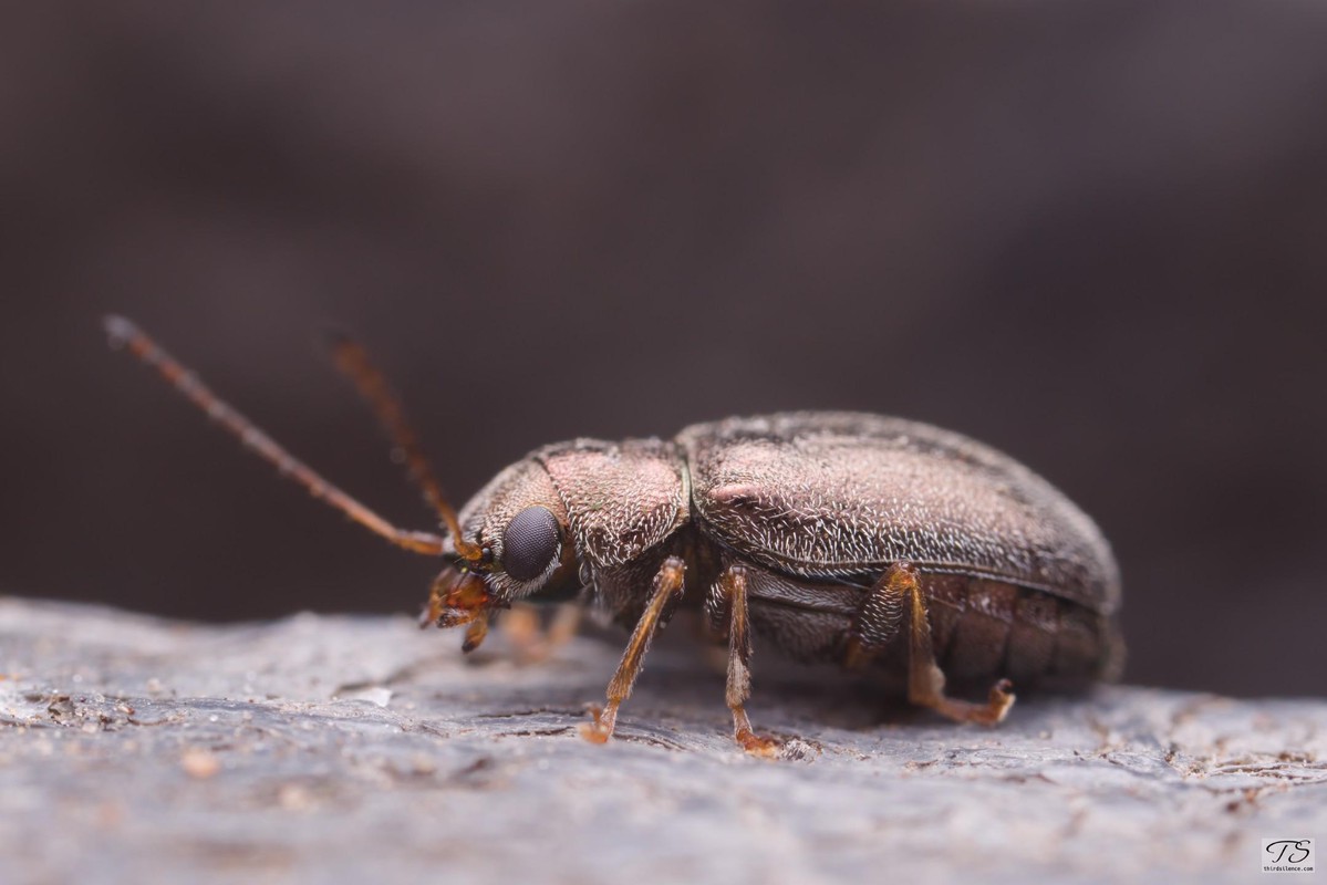 Unidentified Beetle, Hattah-Kulkyne NP, VIC, AU, September 2021