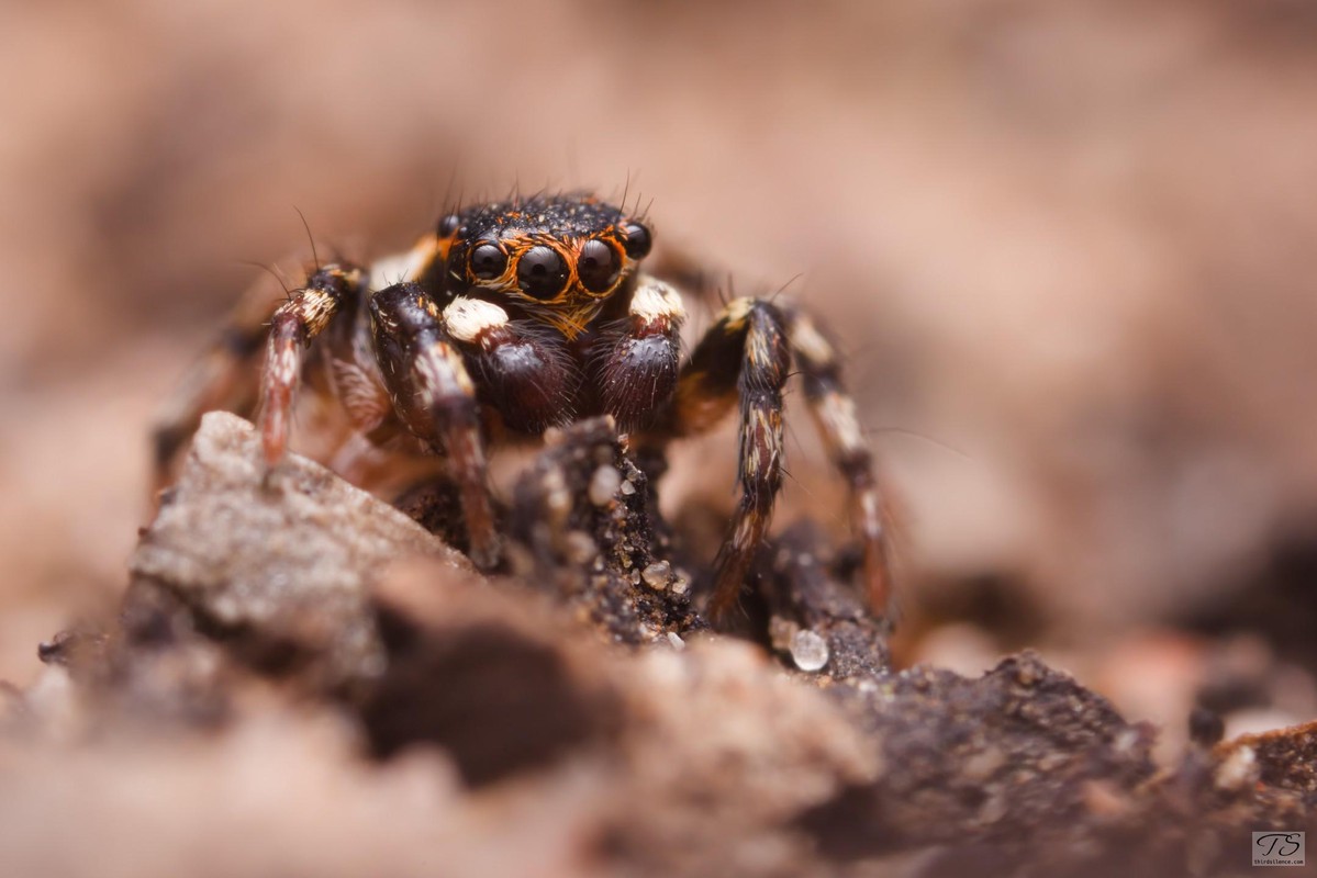 Unidentified salticid, Hattah-Kulkyne NP, VIC, AU, September 2021