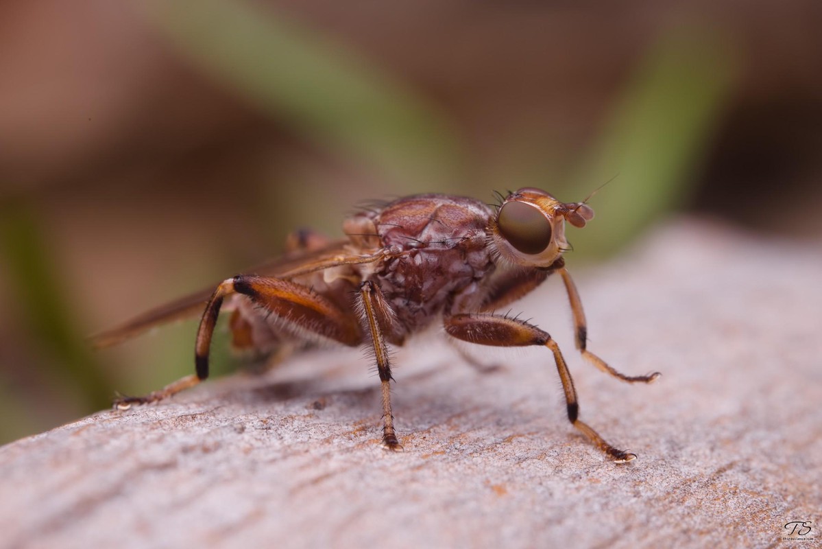 Unidentified Fly, Hattah-Kulkyne NP, VIC, AU, September 2021