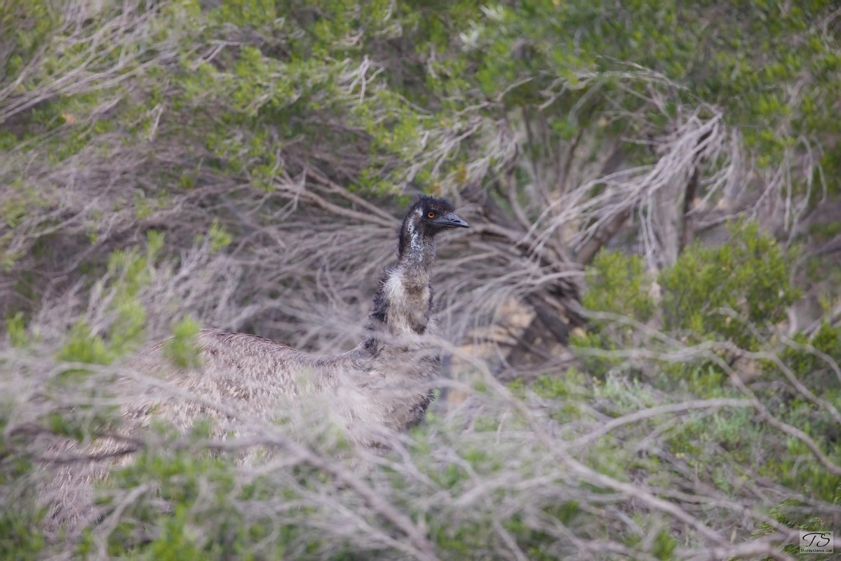 Emu, Hattah-Kulkyne NP, VIC, September 2021