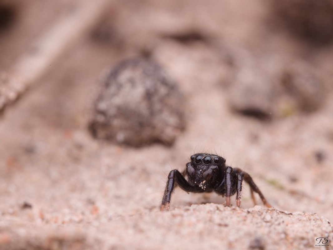 Unidentified Salticid, Hattah-Kulkyne NP, VIC, AU, September 2021