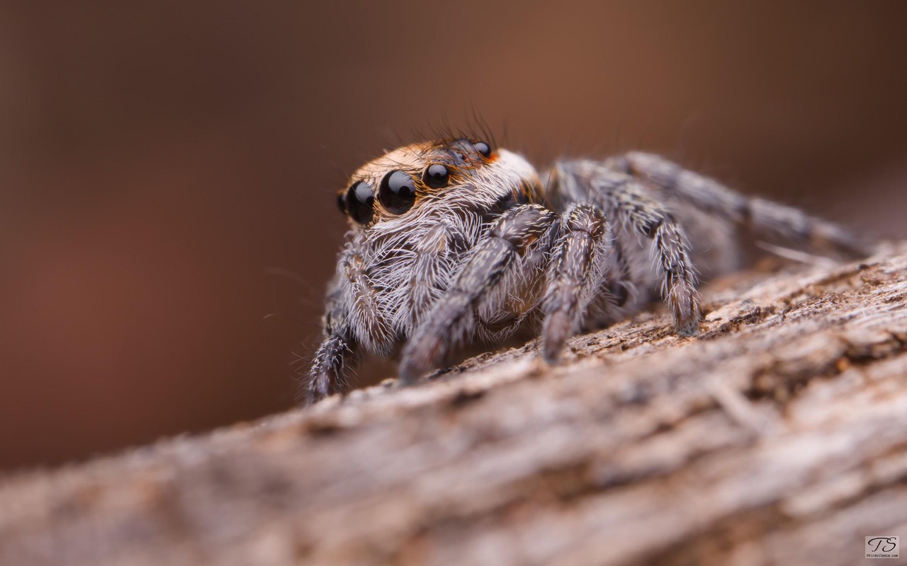 Unidentified Salticid, Hattah-Kulkyne NP, VIC, AU, September 2021