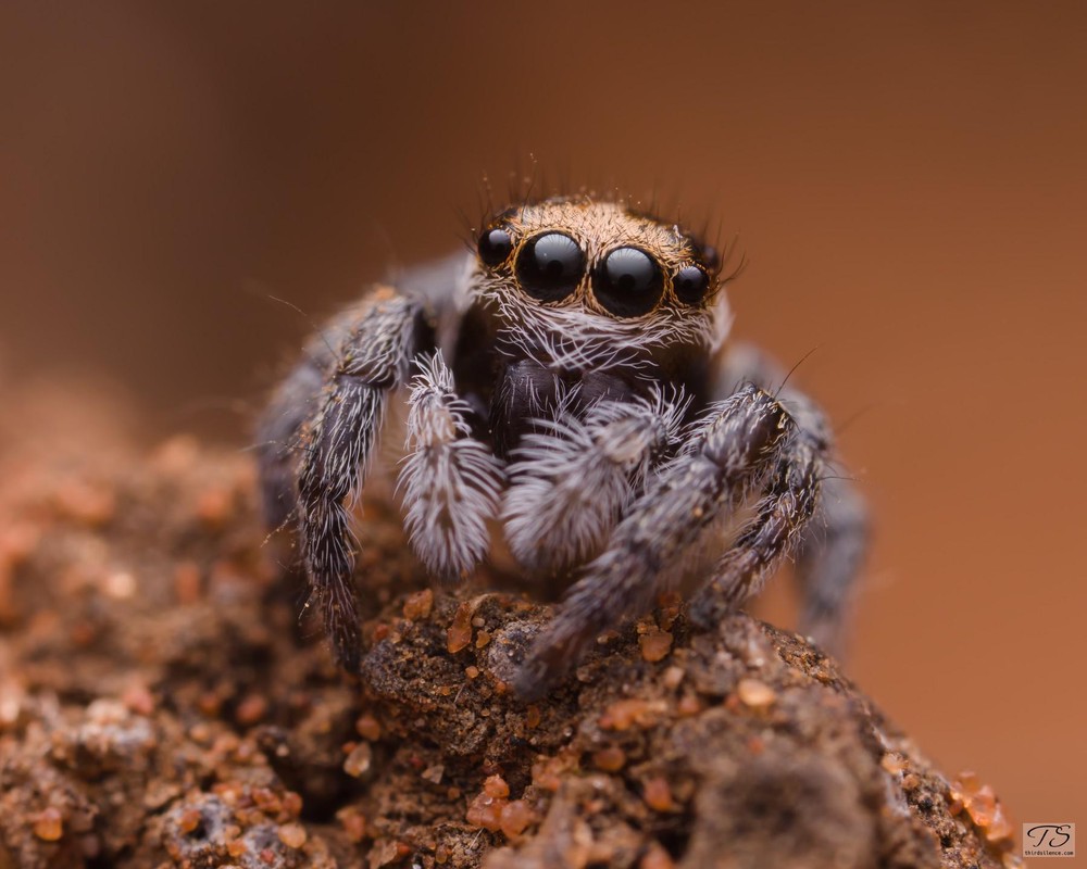 Unidentified Salticid, Hattah-Kulkyne NP, VIC, AU, September 2021