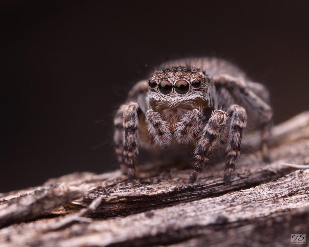 Unidentified Salticid, Hattah-Kulkyne NP, VIC, AU, September 2021