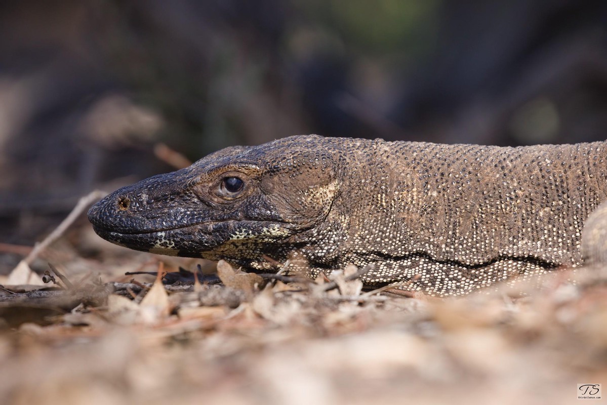 Lace Monitor, Hattah-Kulkyne NP, VIC, AU, September 2021