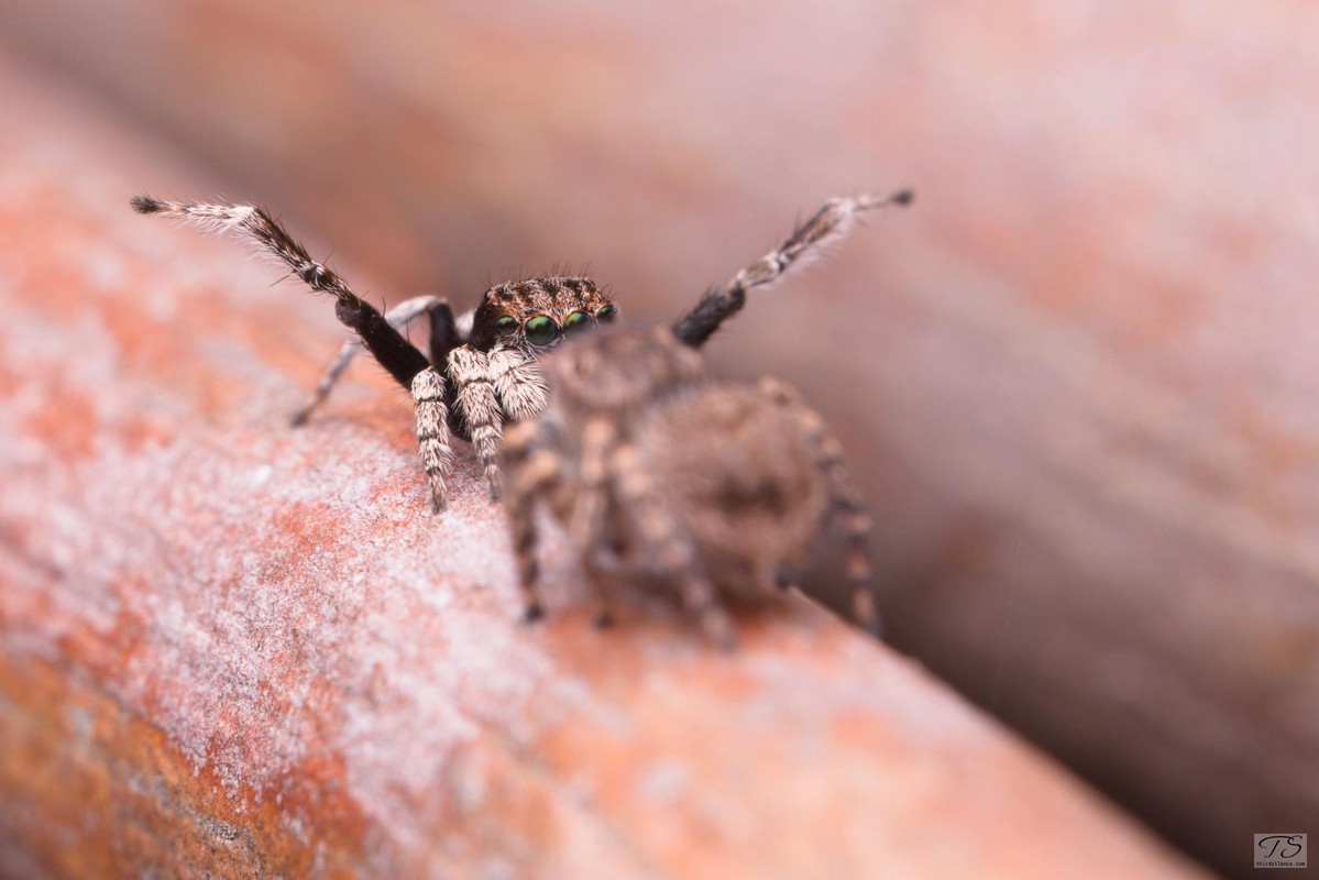 Maratus vespertilio, Hattah-Kulkyne NP, VIC, AU, September 2021