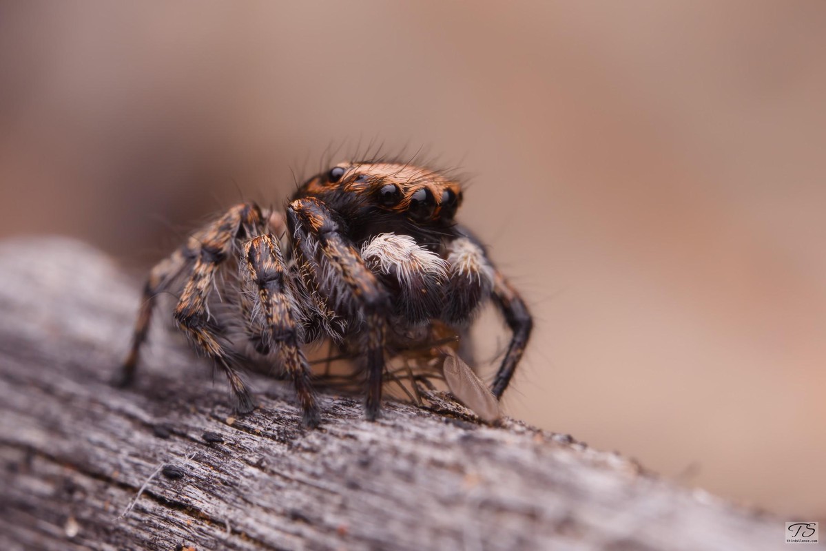 Unidentified Salticid, Hattah-Kulkyne NP, VIC, AU, September 2021