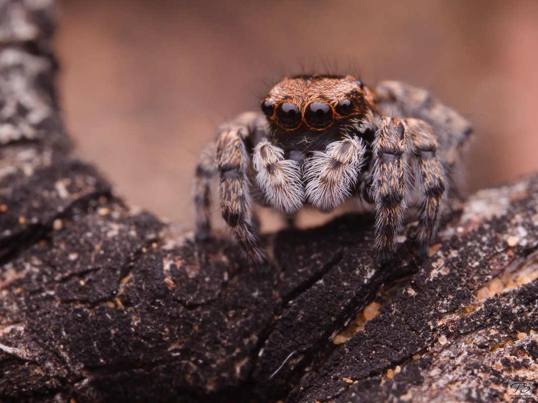 Unidentified Salticid, Hattah-Kulkyne NP, VIC, AU, September 2021