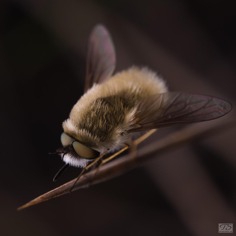 Unidentified Beefly, Hattah-Kulkyne NP, VIC, AU, September 2021