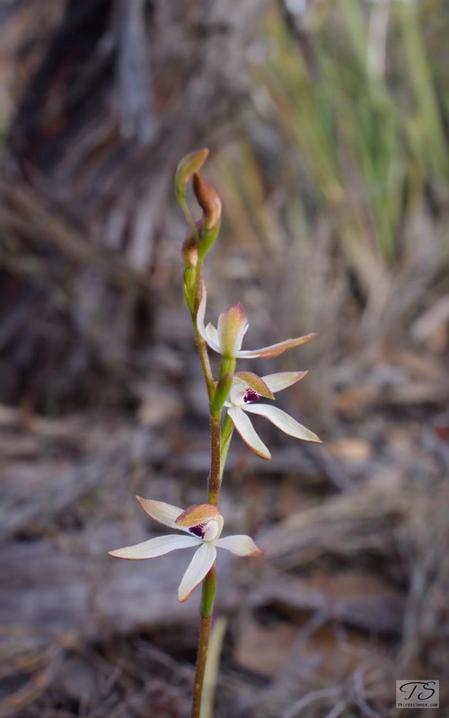Unidentified Orchid, Hattah-Kulkyne NP, VIC, AU, September 2021