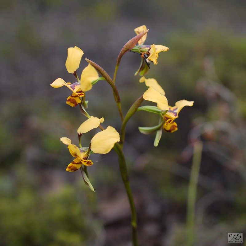 Unidentified Orchid, Hattah-Kulkyne NP, VIC, AU, September 2021