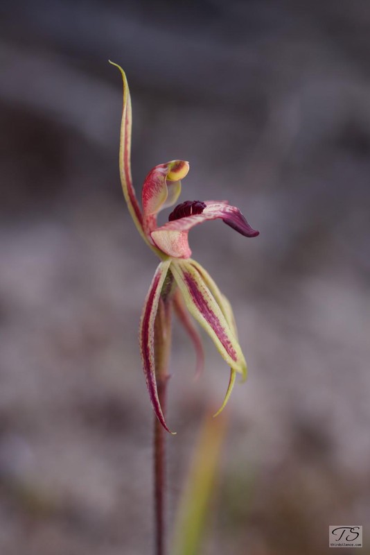 Unidentified Orchid, Hattah-Kulkyne NP, VIC, AU, September 2021