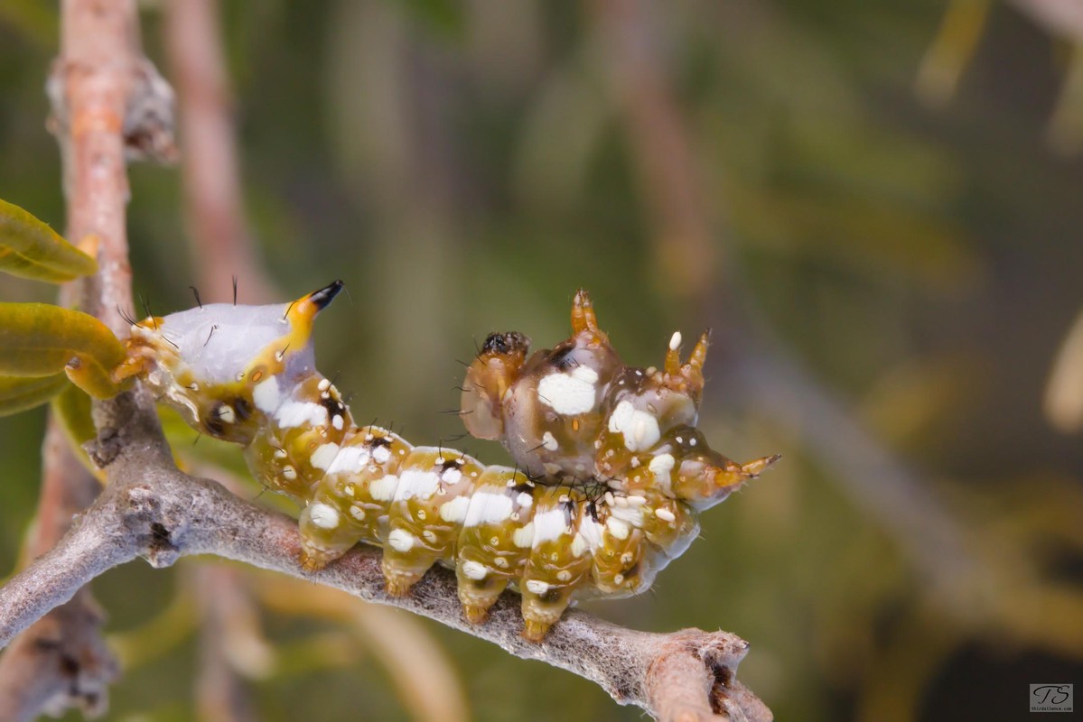 Unidentified Caterpillar, Hattah-Kulkyne NP, VIC, AU, September 2021
