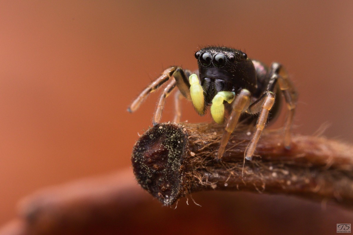 Heliophanus cupreus, Tübingen, DE, 2022