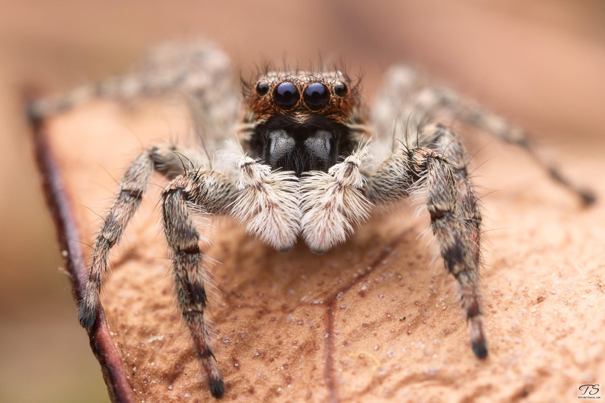 Menemerus taeniatus, somewhere near Toulouse, FR, 2022