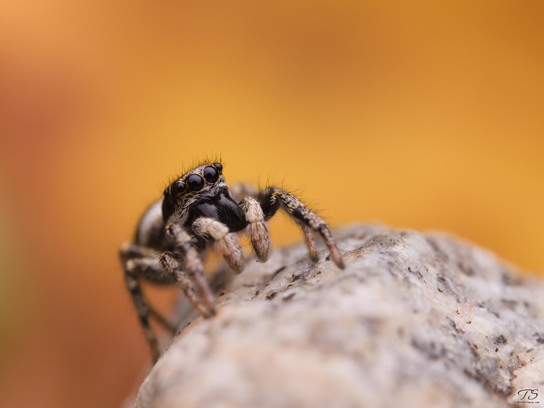 Zebra jumping spider