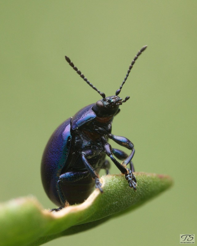 Blue Leaf Beetle