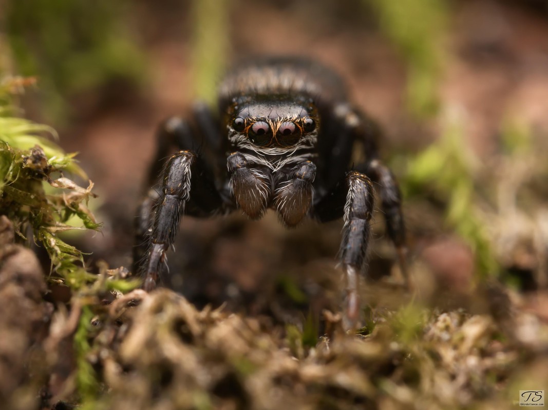 Evarcha sp. jumping spider