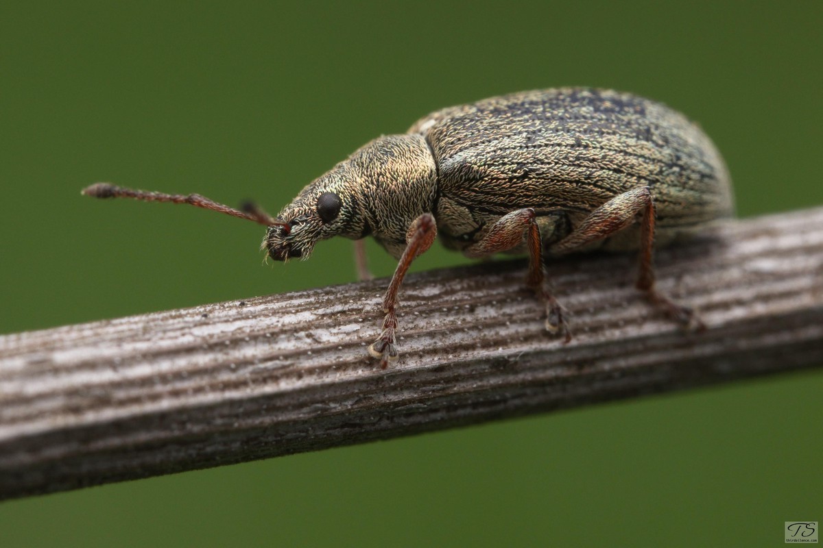 Black-headed Fire Beetle