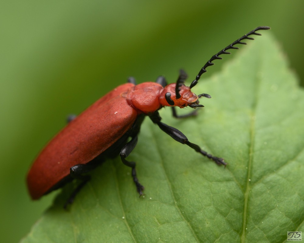 Black-headed Fire Beetle