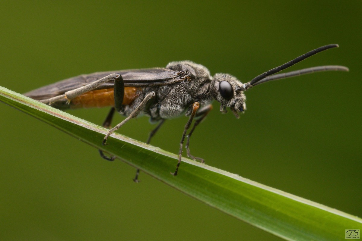 Parasitoid wasp