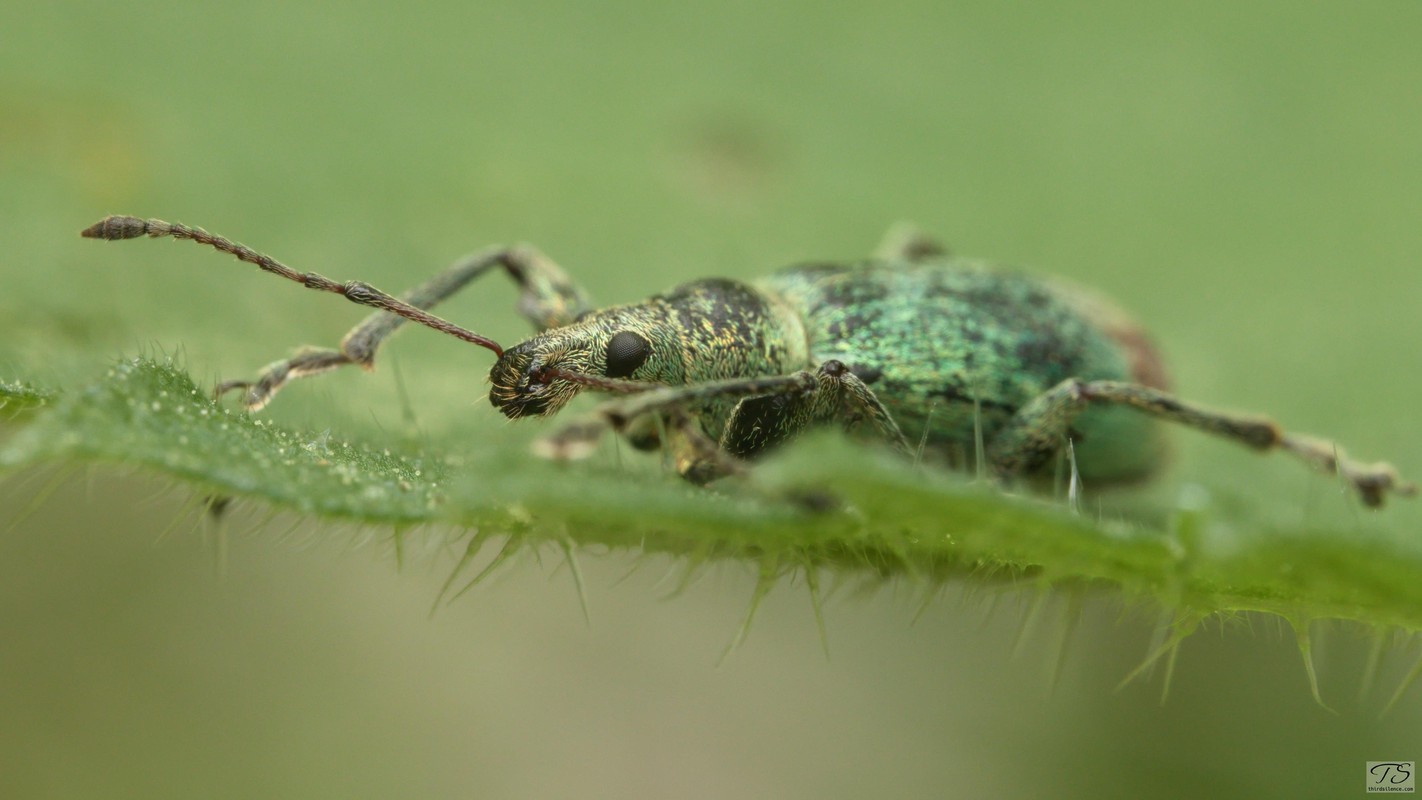 Stinging Nettle Weevil