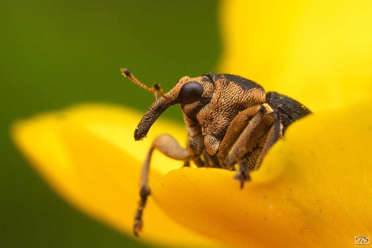 Iris weevil on a Buttercup